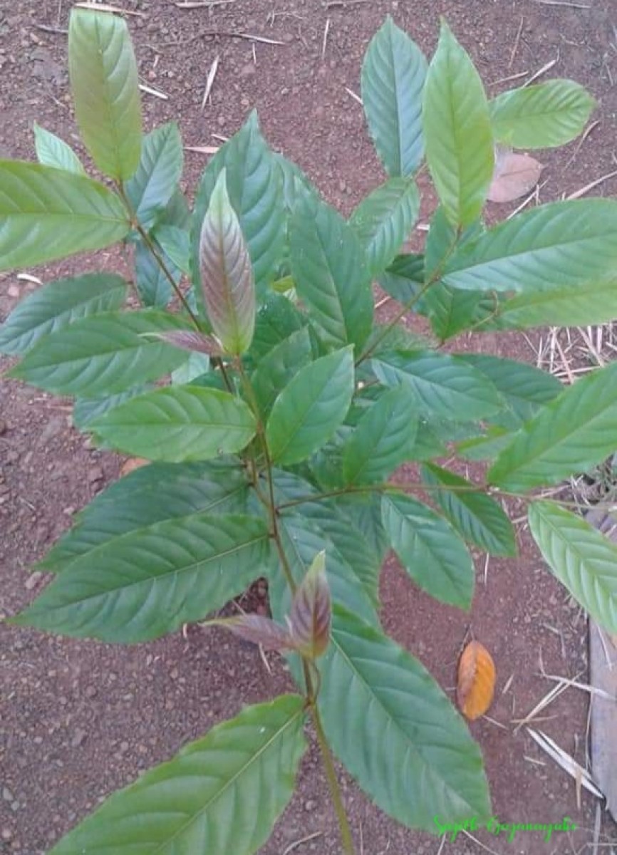 Terminalia zeylanica Van Heurck & Müll.Arg.